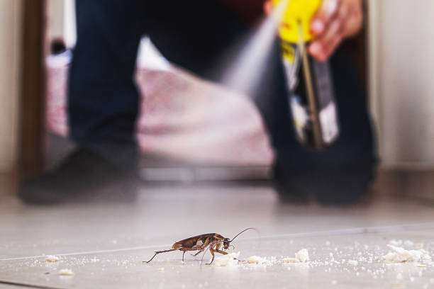 Reliable Lone Grove, OK Pest Control Solutions